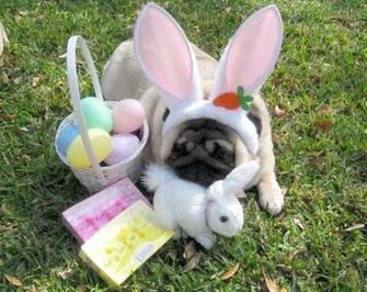 Nice Easter Pug Photo And Wallpaper Beautiful