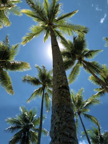 Best Coconut Tree Pictures HD Image On