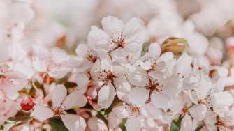 4k Sakura Flowers Spring Wallpaper