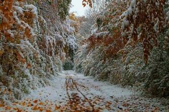 Trees Leaves Fall October The First Snow Road Wallpaper Background