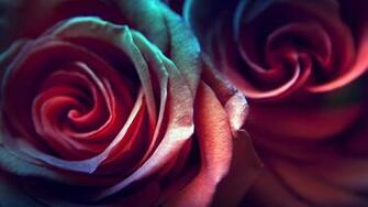 Rose Live Wallpaper Android Apps On Google Play