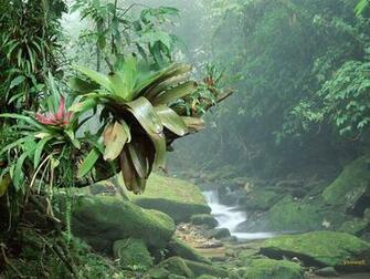 Tropical Rainforest Wallpaper