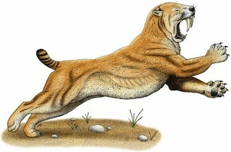 Smilodon Saber Tooth Tiger Drawing Fine