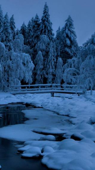 Winter Forest Phone Wallpaper