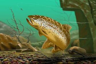 Brown Trout