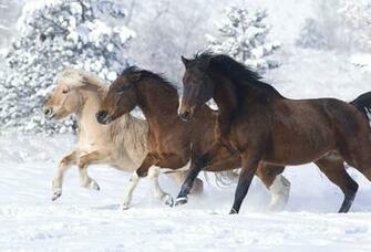 Wallpaper Horse Snow Winter Desktop Animals Goodwp