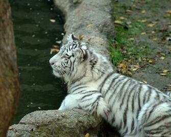 White Tiger Desktop HD Wallpaper Pictures