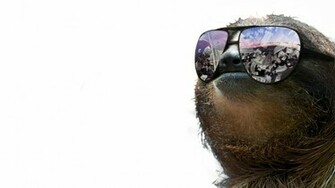 Sloth Wallpaper Design Ideas A Very Slothy Xpost From