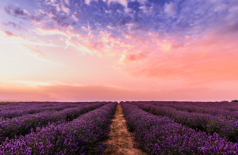 Lavender Field Under Pink Sky 5k Wallpaper HD Nature 4k