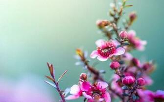Flower Background Wallpaper Creatives