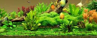 Aquarium Background Wallpaper Image Pictures