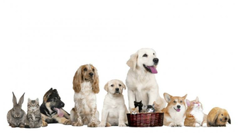Funny Pets On White Background Stock Video Footage Storyblocks