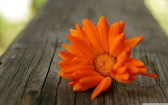 Beautiful Orange Flower 4k HD Desktop Wallpaper For Ultra