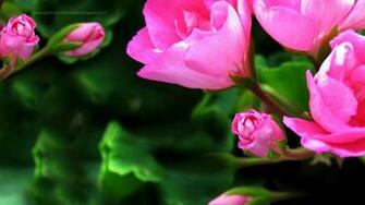 Photos For Your Computer Desktop Wallpaper Personalized With