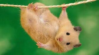 Kb Jpeg Hamster Wallpaper High Quality And Resolution