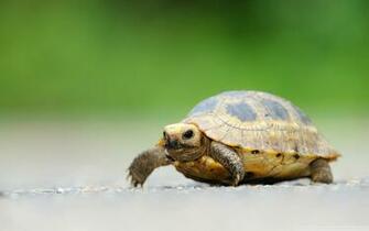 Baby Elongated Tortoise 4k HD Desktop Wallpaper For Ultra