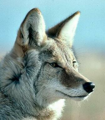 Coyote Wallpaper HD