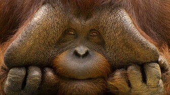Orangutan Wallpaper