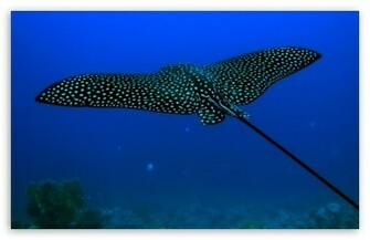 Stingray Fish HD Wallpaper For Wide Widescreen Whxga Wqxga