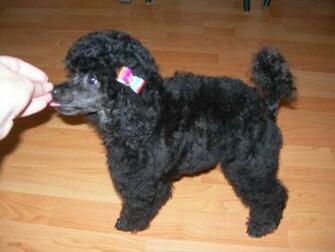 Poodle Puppy Image Wallpaper Size