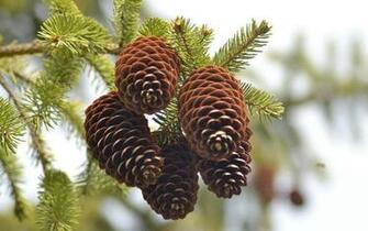 Pine Fruit Wallpaper Plant