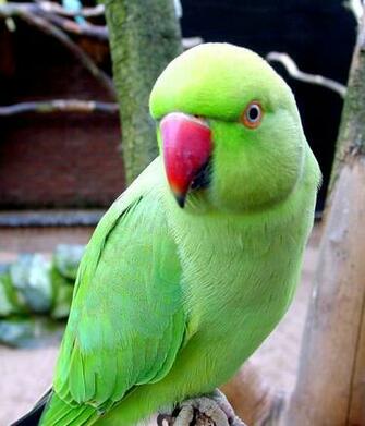Desktop Wallpaper Green Parrot H620009 Animals HD Image