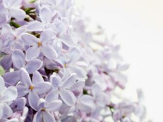 Lilac Wallpaper Desktop