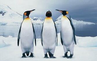 Penguin Wallpaper