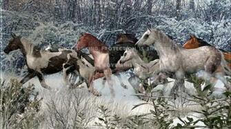Horses In Winter Brown Nature Tree Filly