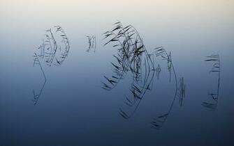 Mac Os X Snow Leopard Ponde Reeds Wallpaper