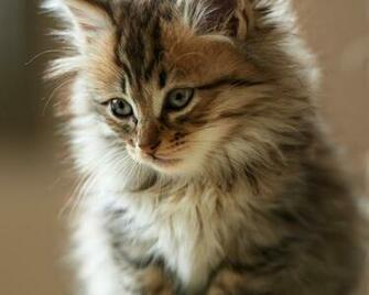 Foto Kucing Lucu Keren Terbaru Serius Ngulik Co