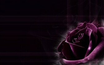 Plant Desktop Background Of Dark Purple Rose The Incense Close Up