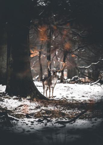 Deer Snow Pictures Image
