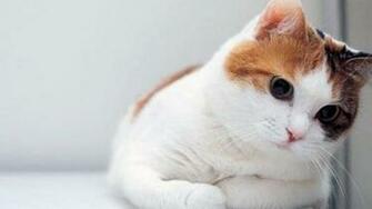 Cute Cat Wallpaper HD