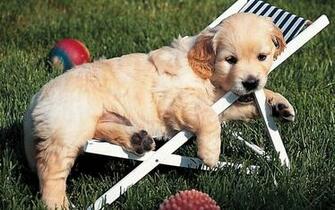 Golden Baby Retriever Wallpaper