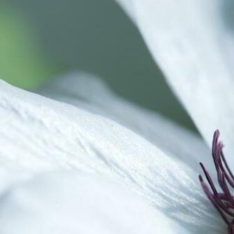 White Bud iPad Background Best Wallpaper