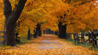 Windows Xp Autumn R Wallpaper