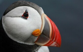 Atlantic Puffin Wallpaper HD