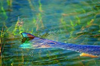 Saltwater Fishing Wallpaper Trending Space