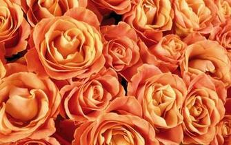 Orange Roses Wallpaper Flower