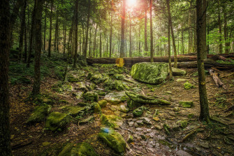 Forest Wallpaper