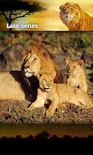 Bigger Lion Sounds Wild Livewallpaper For Android Screenshot