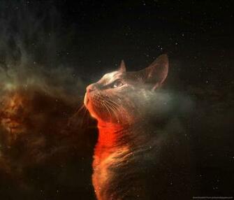 Displaying Image For Galaxy Cat Wallpaper