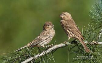 Best House Finch Wallpaper Wonder Woman