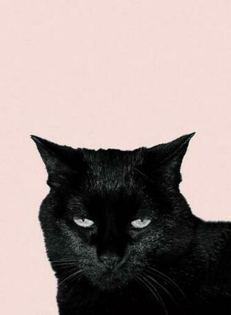 My Fianc Made A iPhone Wallpaper Of Her Photogenic Cat High