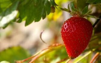 Strawberry Computer Wallpaper Desktop Background Id