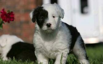 Old English Sheepdog Desktop Wallpaper