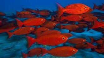 Fishes Tropical Red Color Eyes Underwater Sea Ocean Water Wallpaper