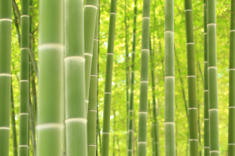 Picture Texture Bamboo Closeup Wallpaper