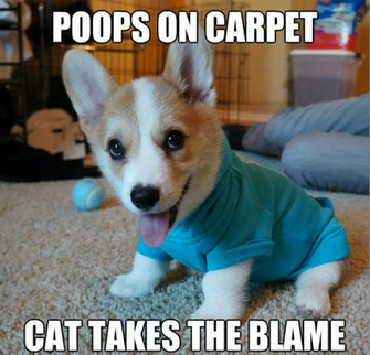 Displaying Gallery Image For Funny Welsh Corgi Pictures